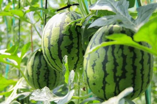 朝阳吃瓜群众 吃瓜真实爆料,揭秘娱乐圈那些不为人知的幕后故事