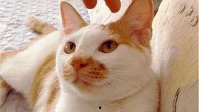 吃瓜视频大全高清,高清盛宴，揭秘娱乐圈幕后故事