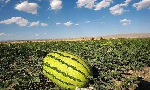 爆炸瓜视频 吃瓜爆料,吃瓜爆料背后的真相与反思